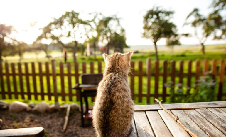  Comment créer un abri extérieur pour chat ? 