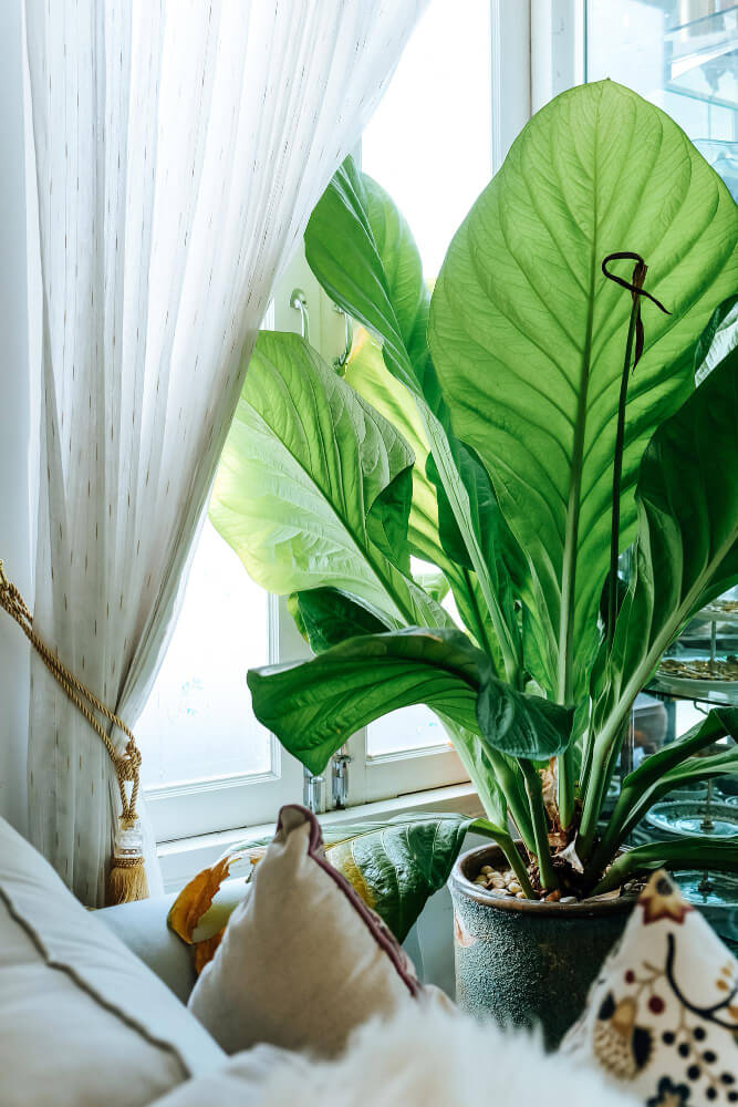 plantes d'intérieur bananier