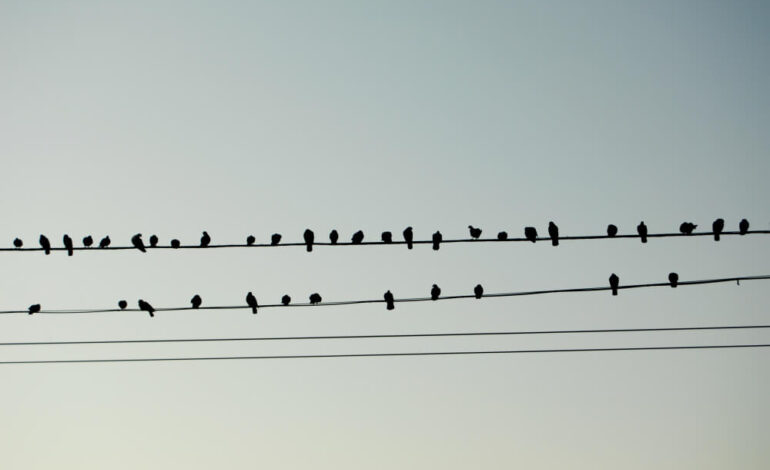 Quand partent les étourneaux ? 