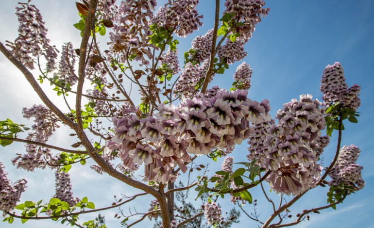 Paulownia : les inconvénients de l’arbre impérial 